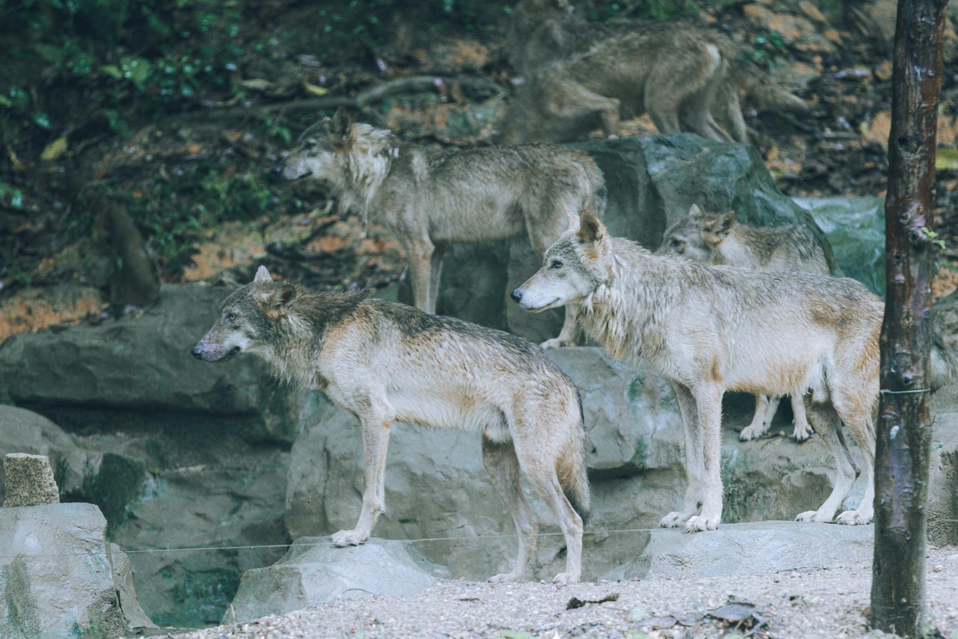 Wolf Behavior in Sanatana Dharma: Debunking Myths and Understanding True Ethical Principles 6 wolves standing on rocks,wolf