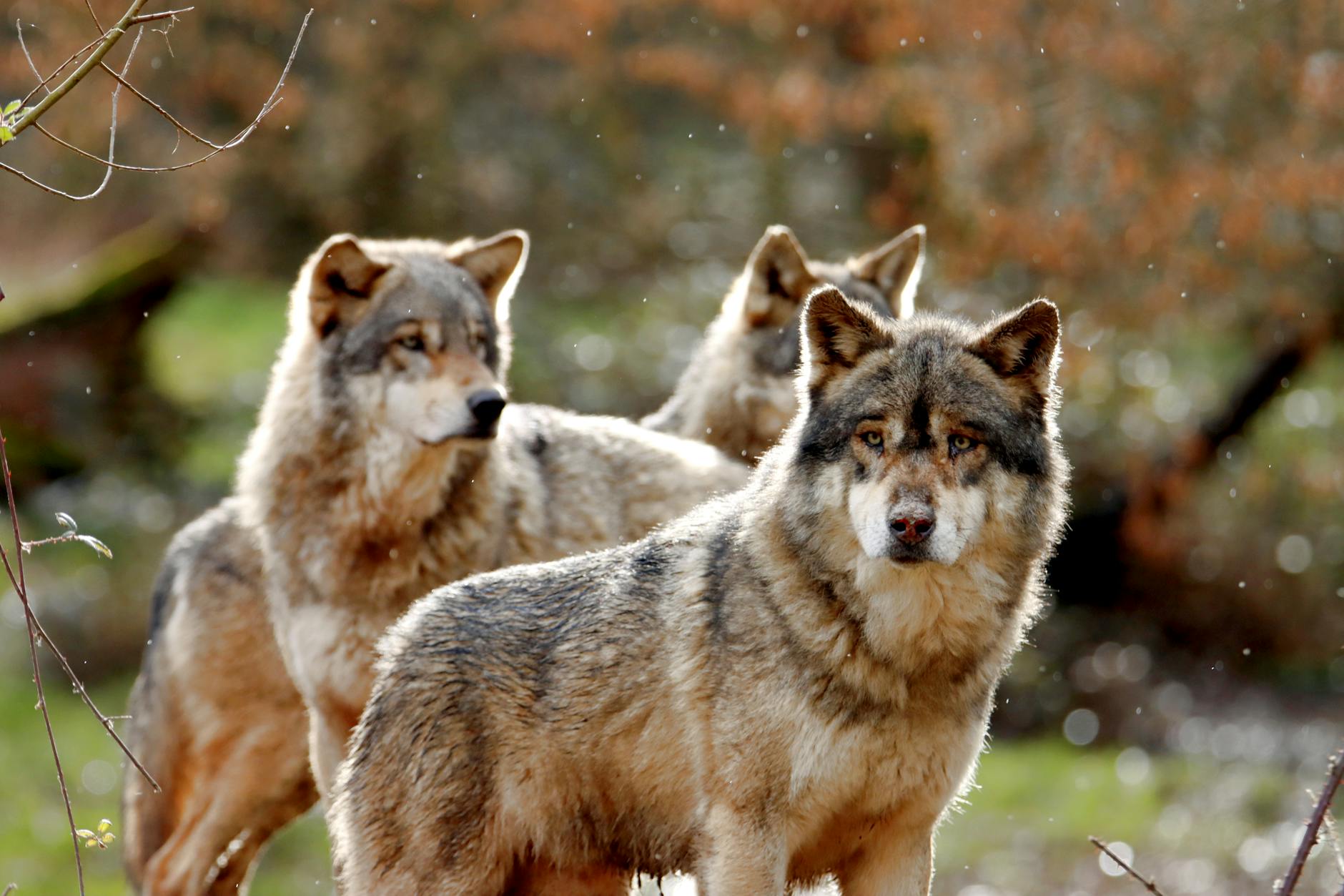 Wolf Behavior in Sanatana Dharma: Debunking Myths and Understanding True Ethical Principles 5 photo of a pack of wolves in a forest,Wolf Behavior